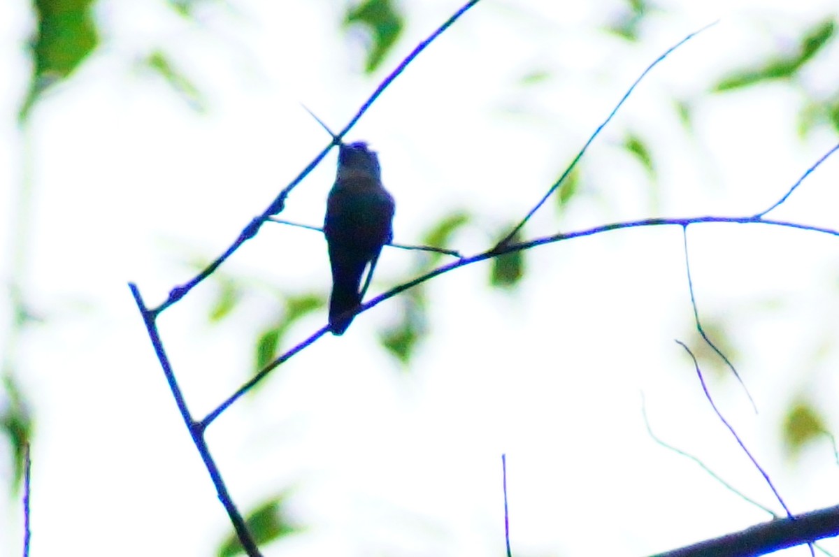 Amethyst-throated Mountain-gem - ML644420670