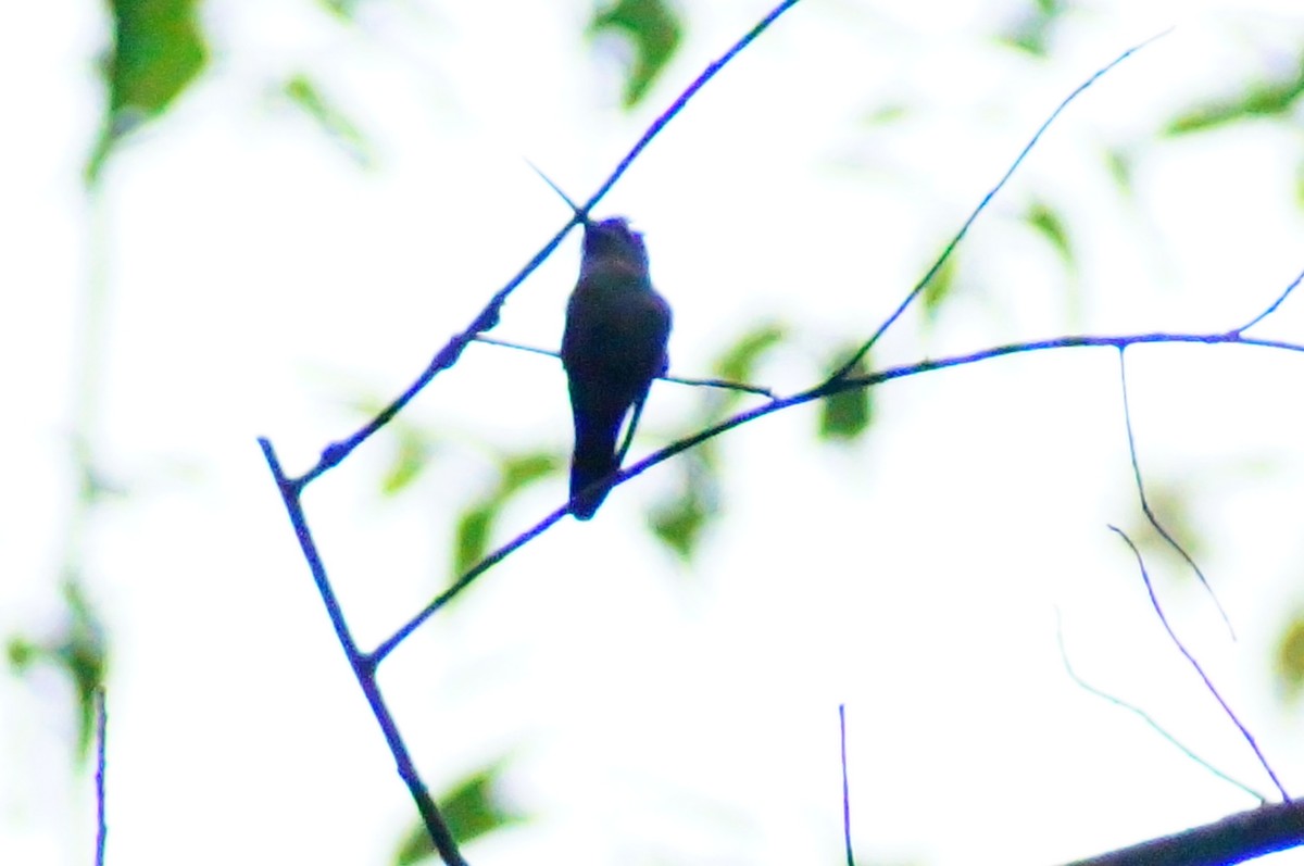 Amethyst-throated Mountain-gem - ML644420671