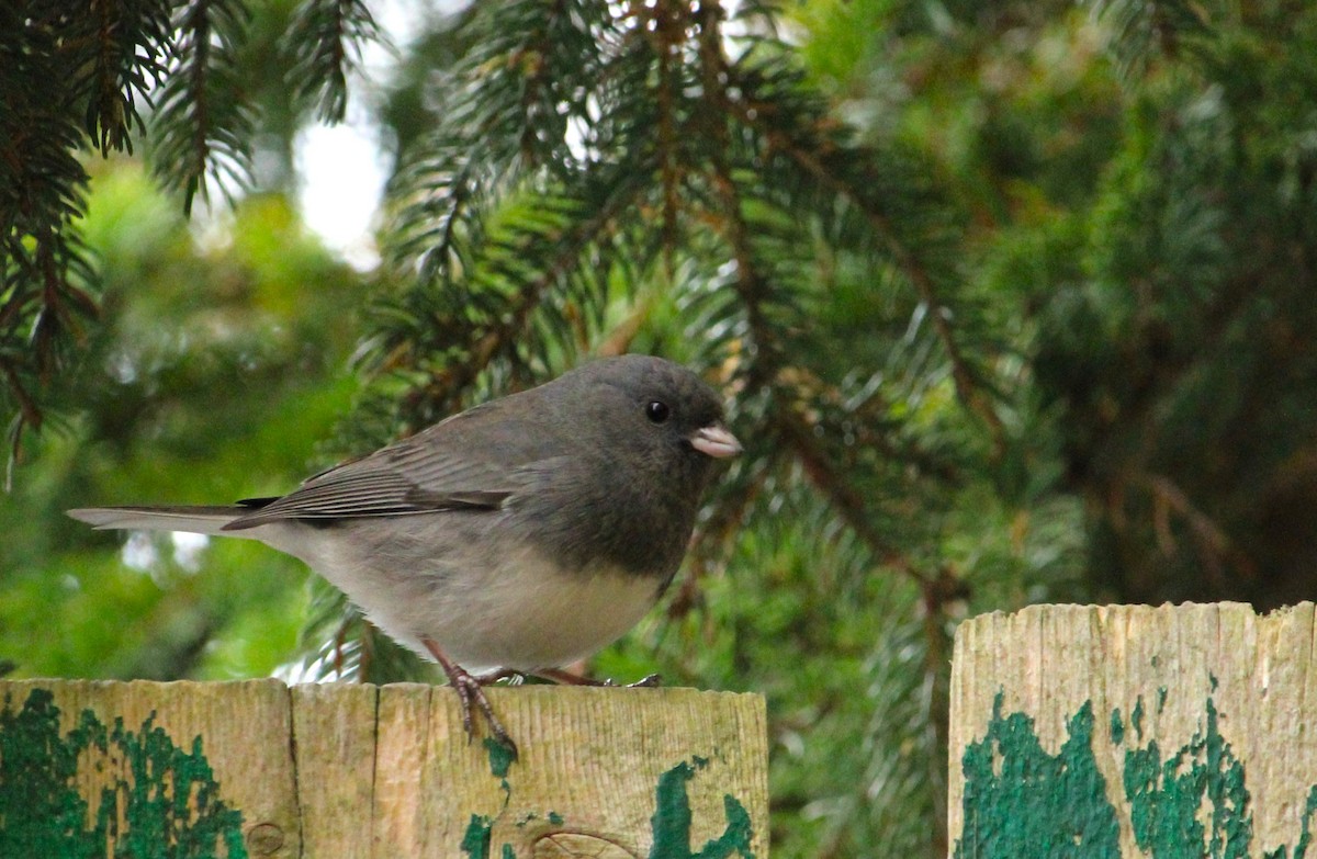 Dark-eyed Junco - ML644420672