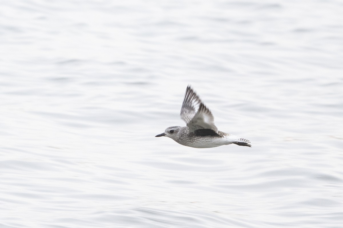 Black-bellied Plover - ML644420678