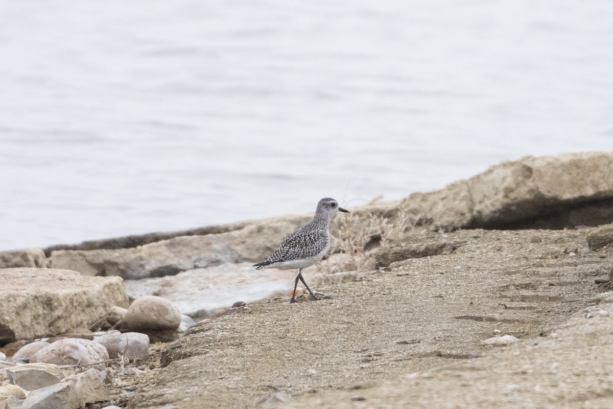 Black-bellied Plover - ML644420679