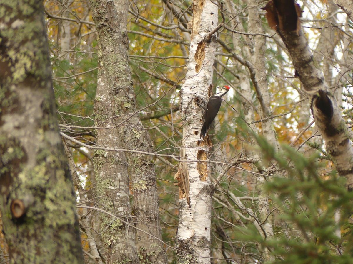 Жовна північна - ML644420681