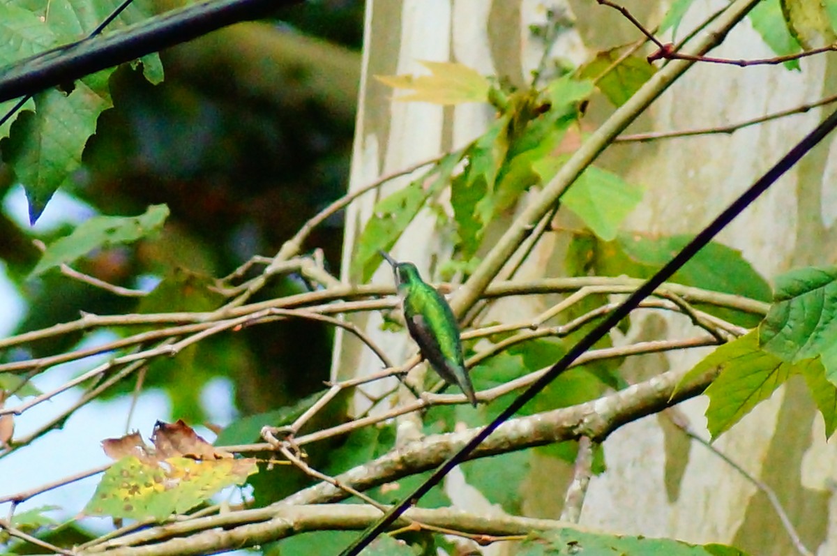 Wedge-tailed Sabrewing - ML644420685