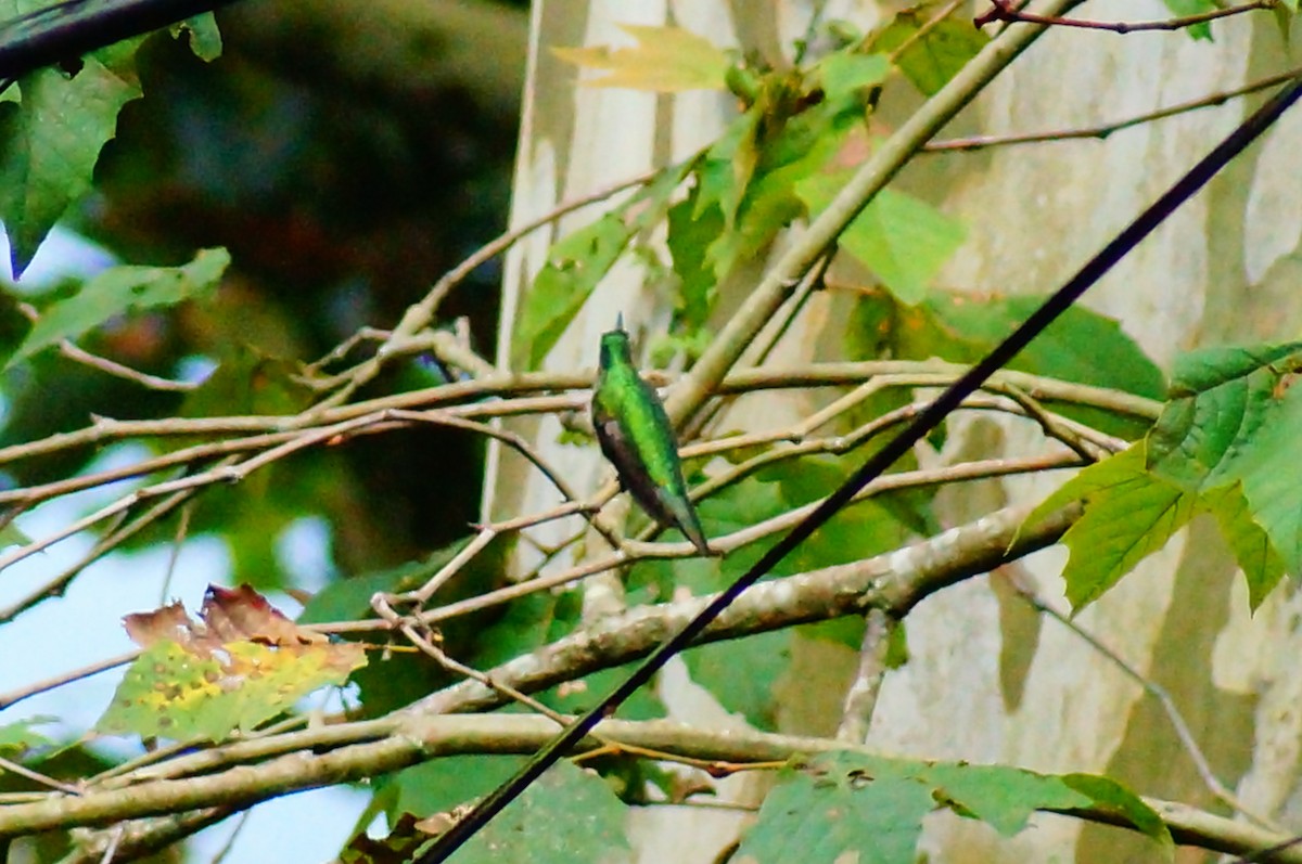Wedge-tailed Sabrewing - ML644420687