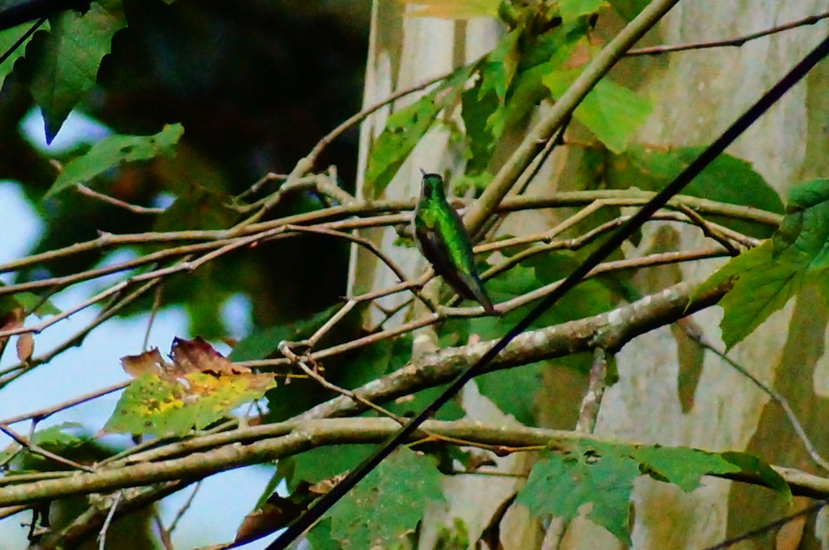 Wedge-tailed Sabrewing - ML644420688