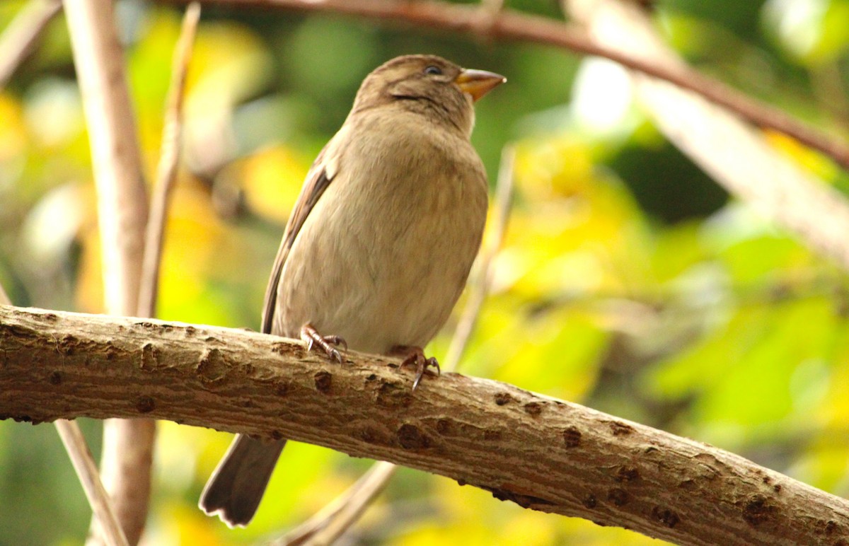 Etxe-txolarrea - ML644420689