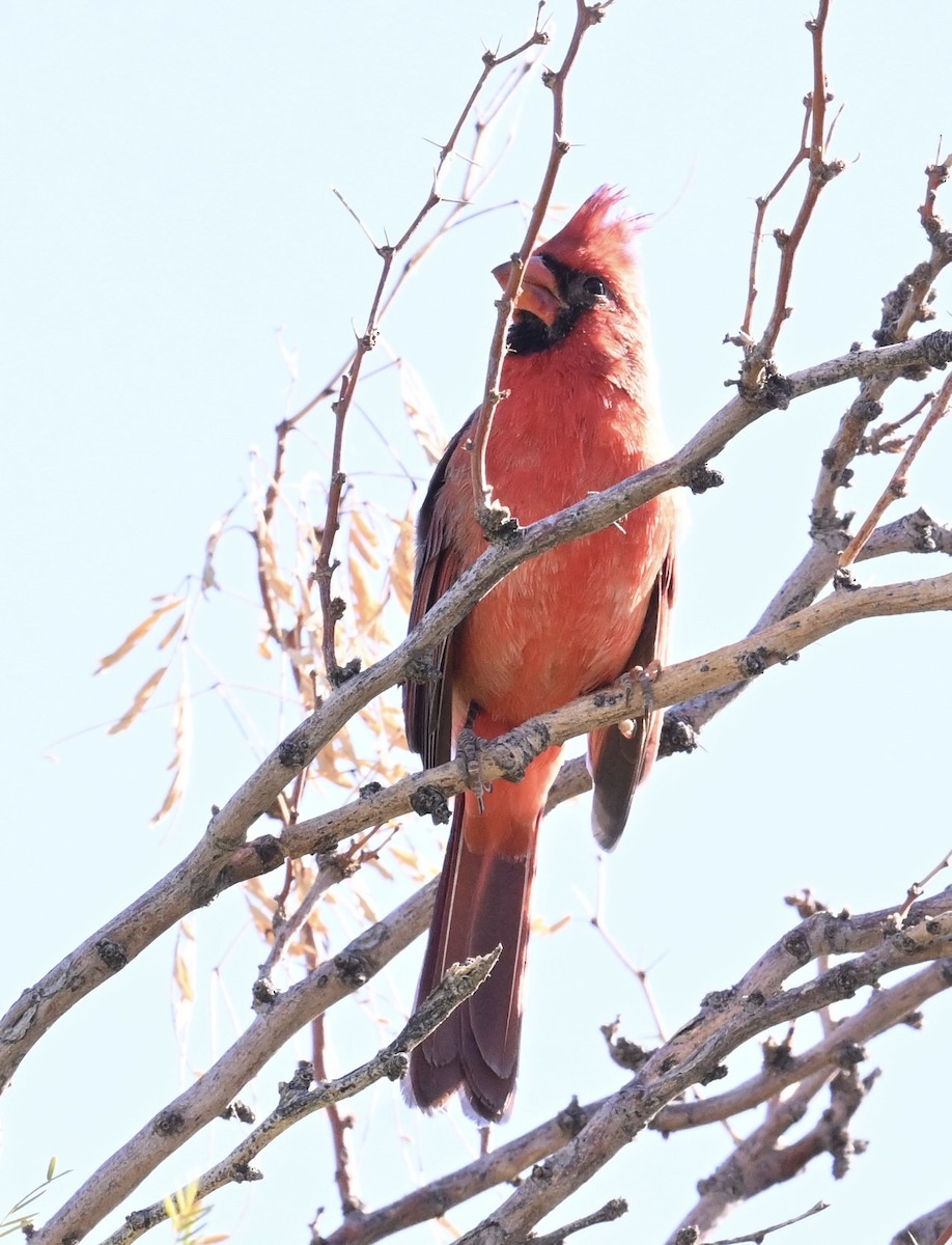 rødkardinal - ML644420693