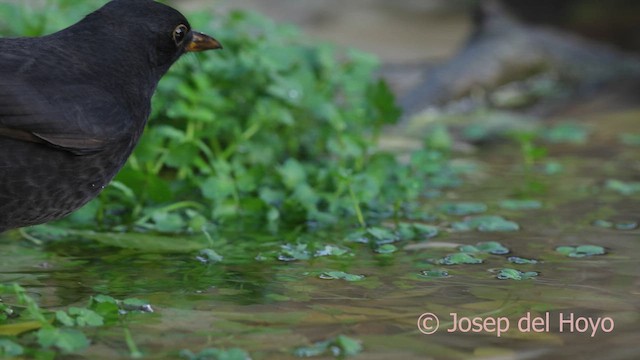 svarttrost - ML644420698