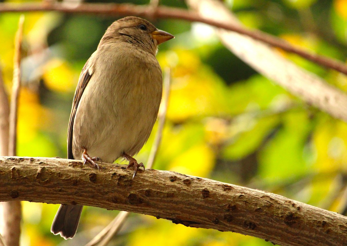 Etxe-txolarrea - ML644420700