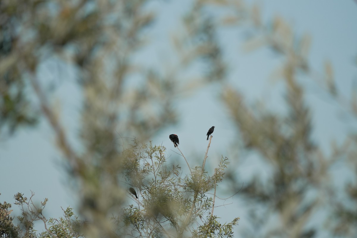 Al Kanatlı Karatavuk - ML644420704