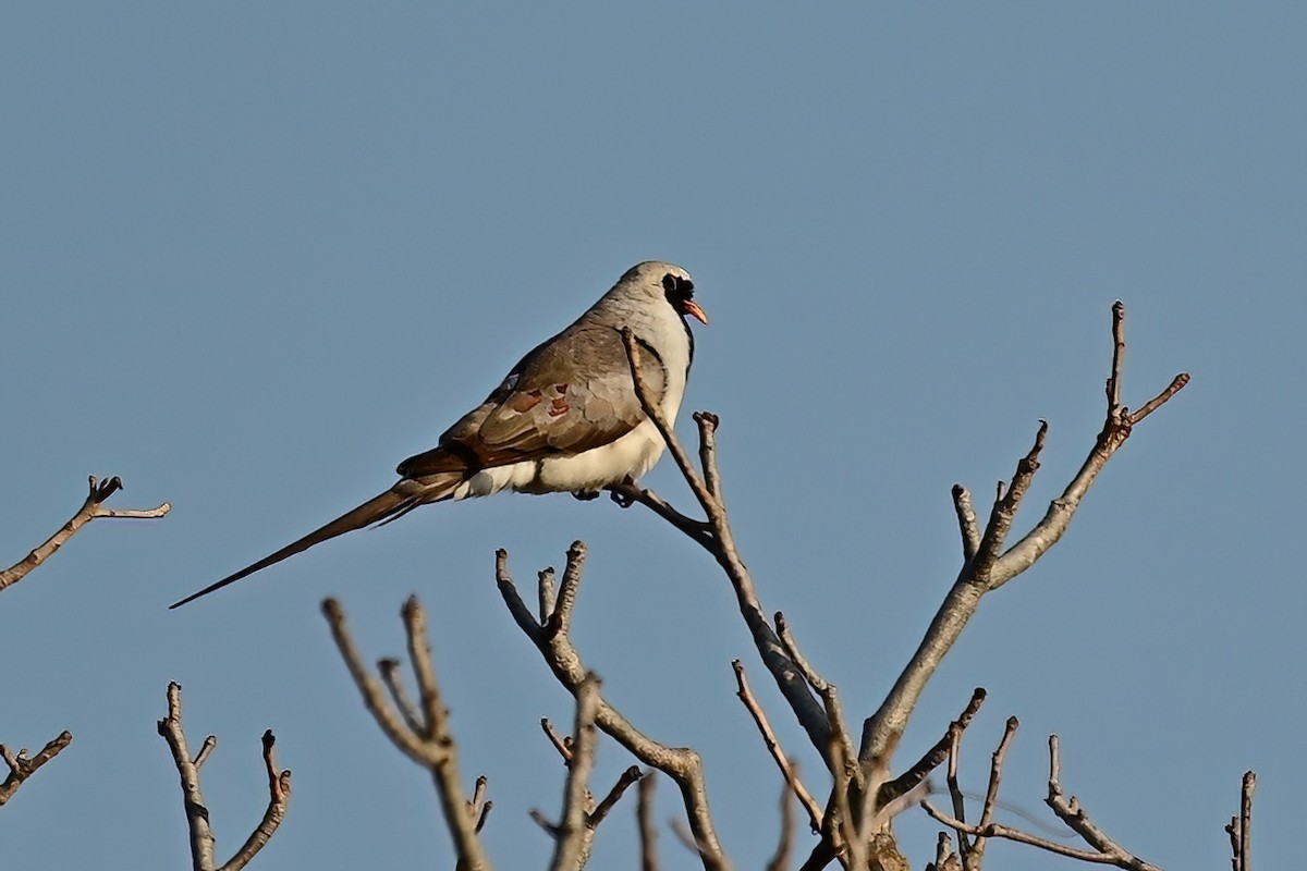 Namaqua Dove - ML644420720
