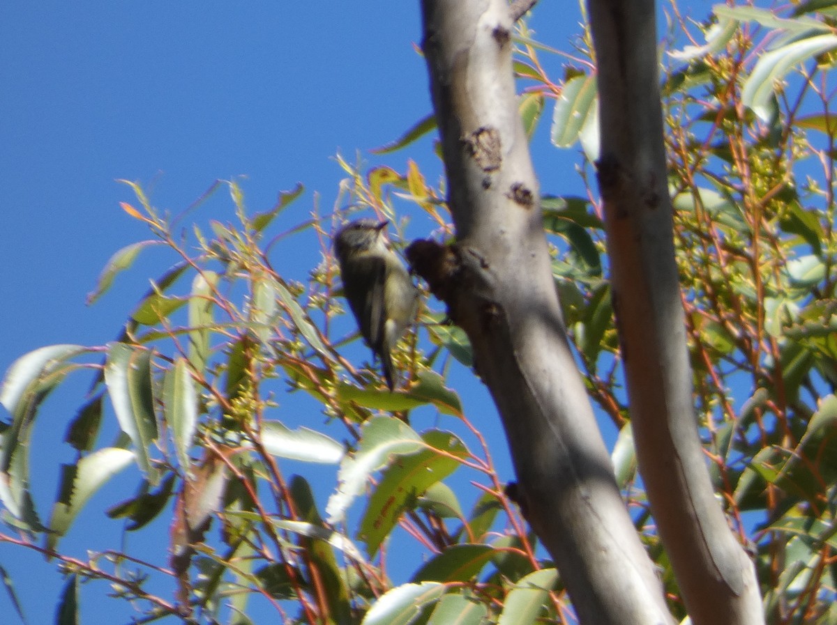 stumpnebb - ML644420725