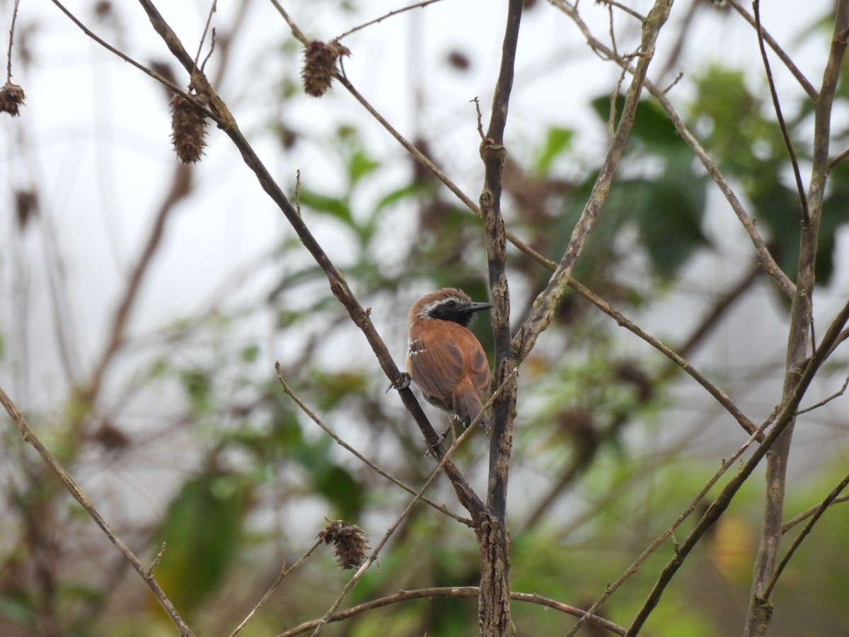 Pas Sırtlı Karıncakuşu - ML644420728