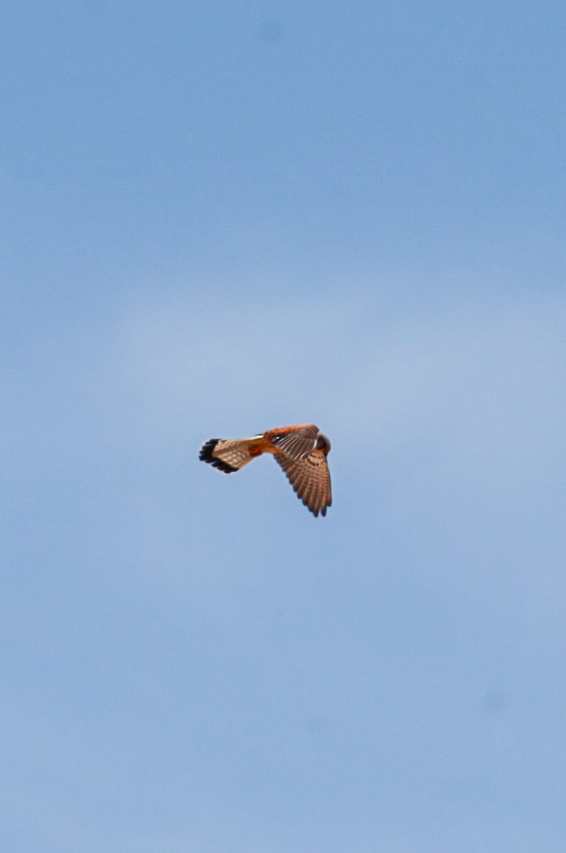 紅隼 - ML644420730