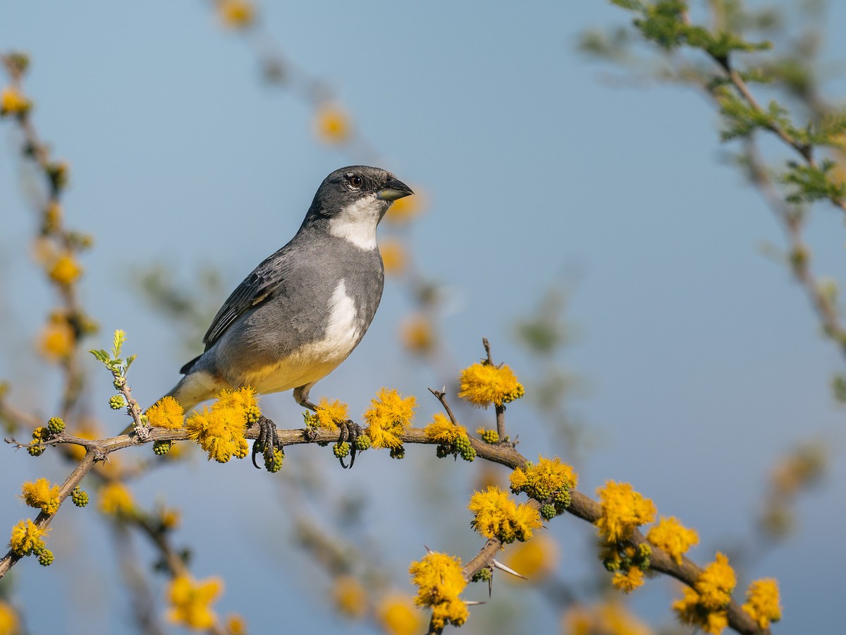 Diuca Finch - ML644420735