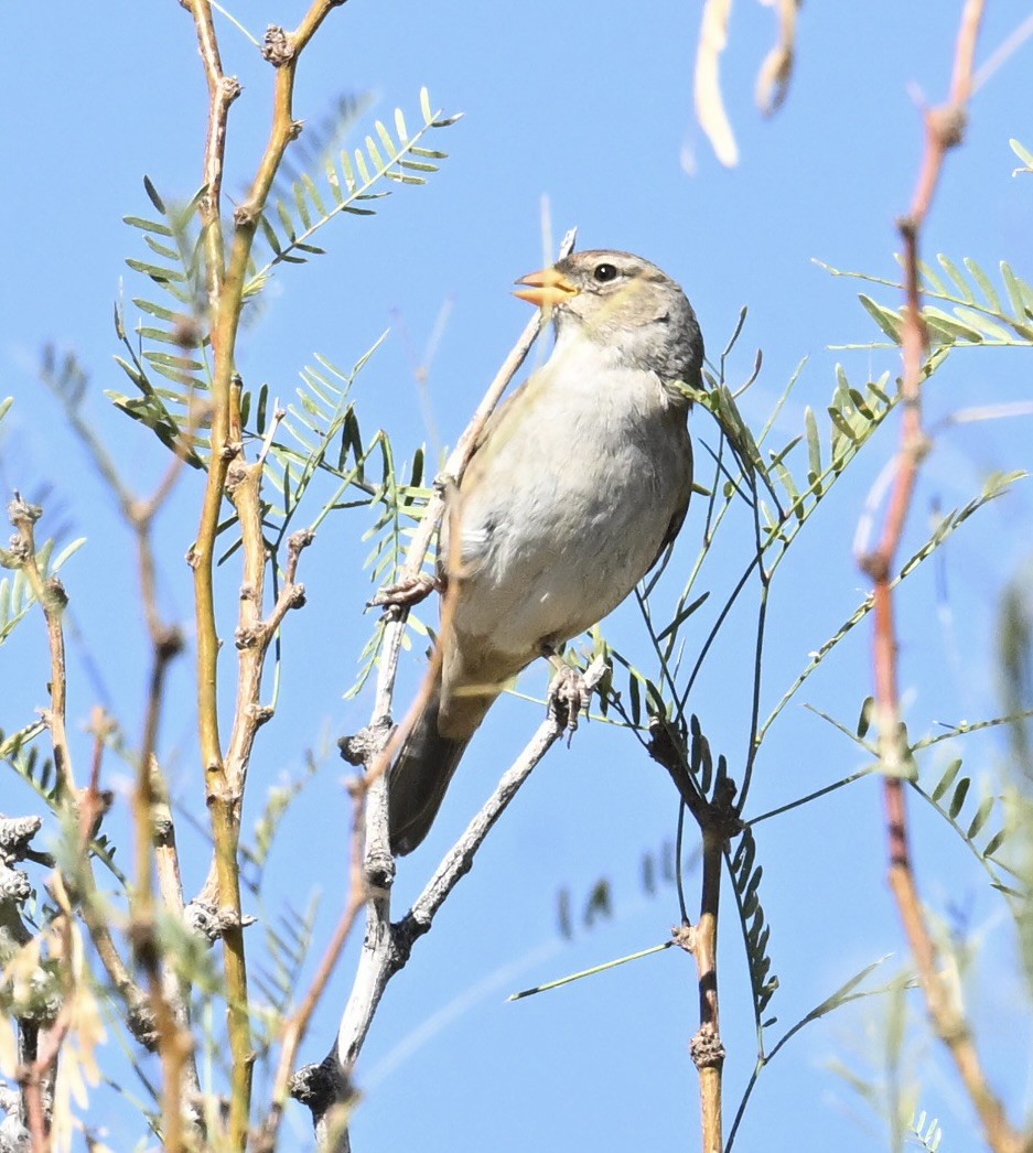 hvitkronespurv - ML644420742