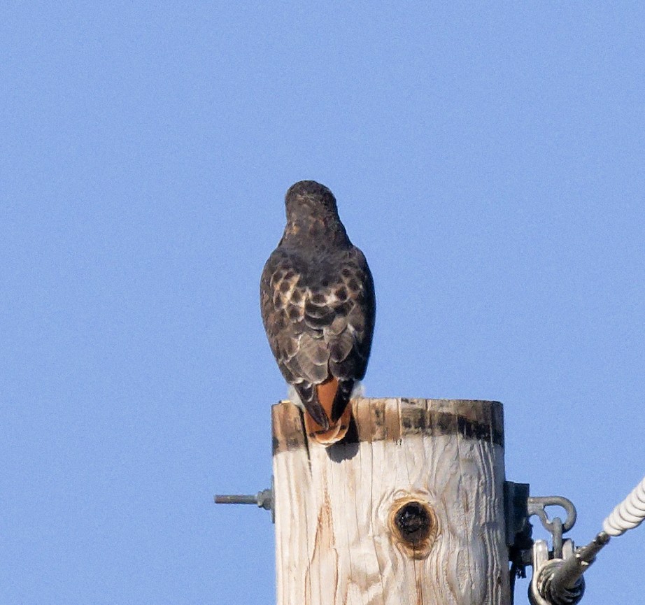 Red-tailed Hawk (borealis) - ML644420746