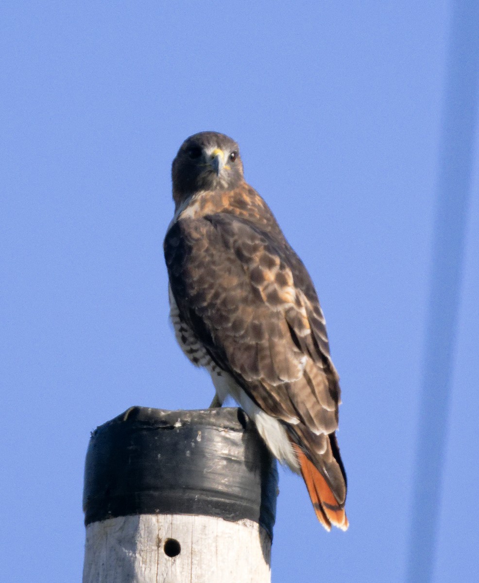 Red-tailed Hawk (borealis) - ML644420747