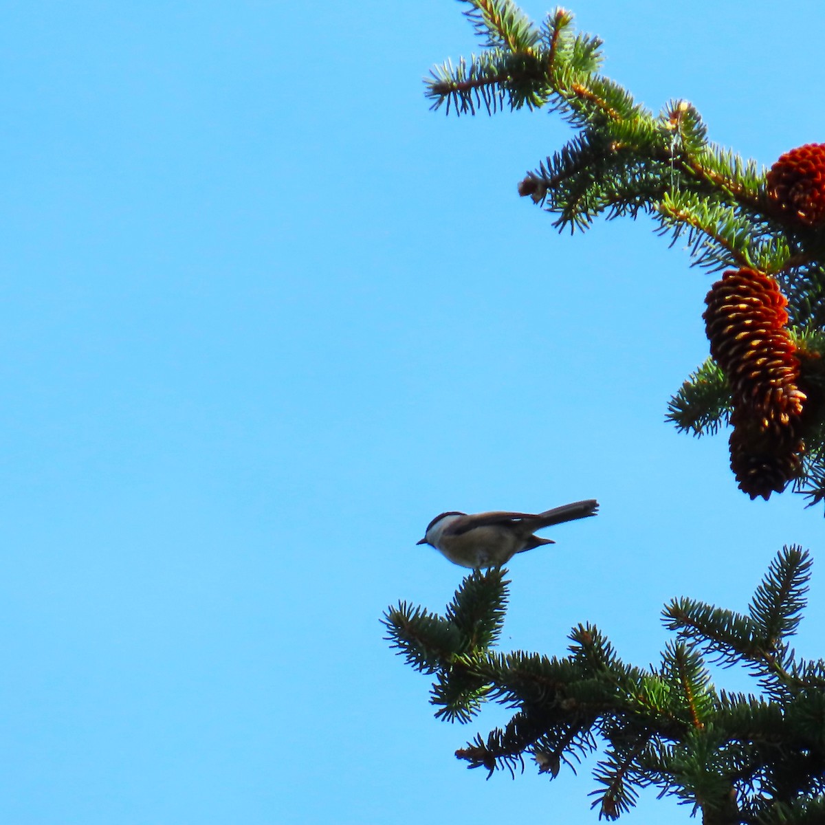 Willow Tit (Willow) - ML644420751