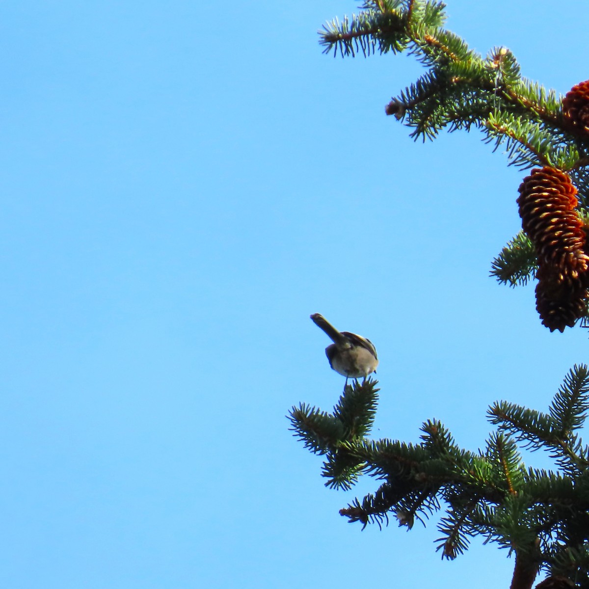 Willow Tit (Willow) - ML644420752