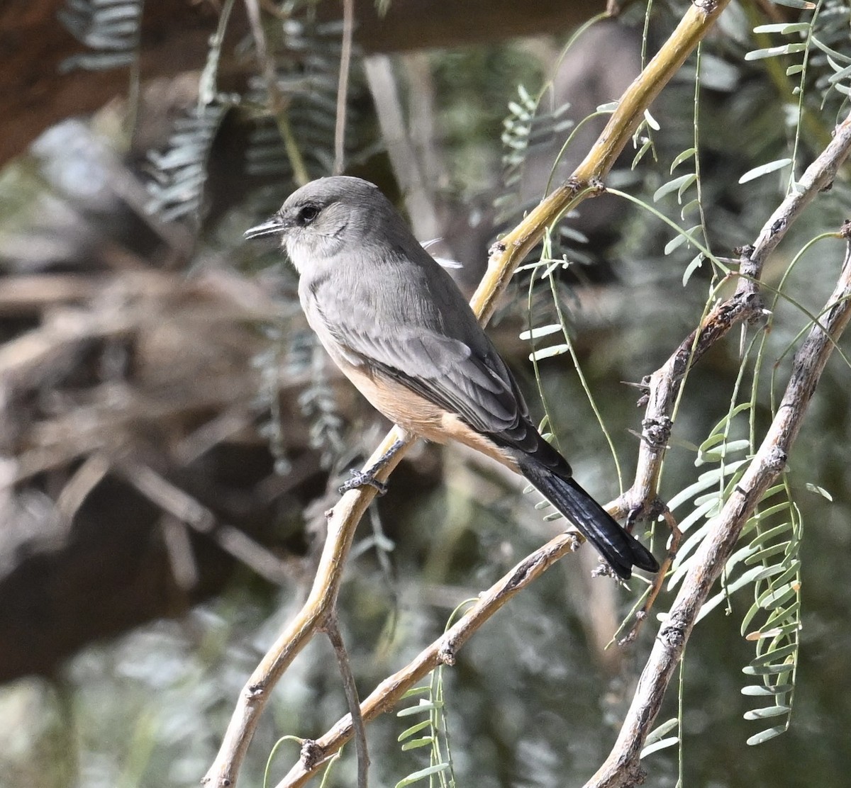 brunfibi - ML644420753