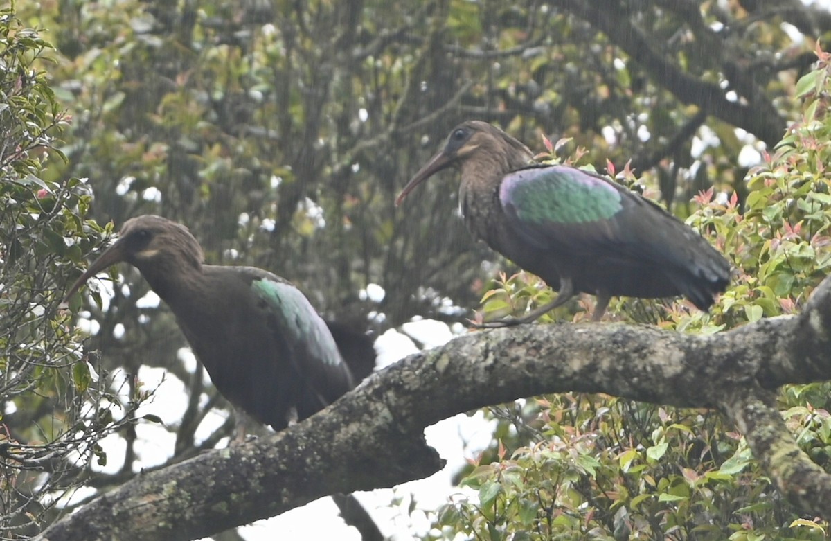 Olive Ibis - ML644420768