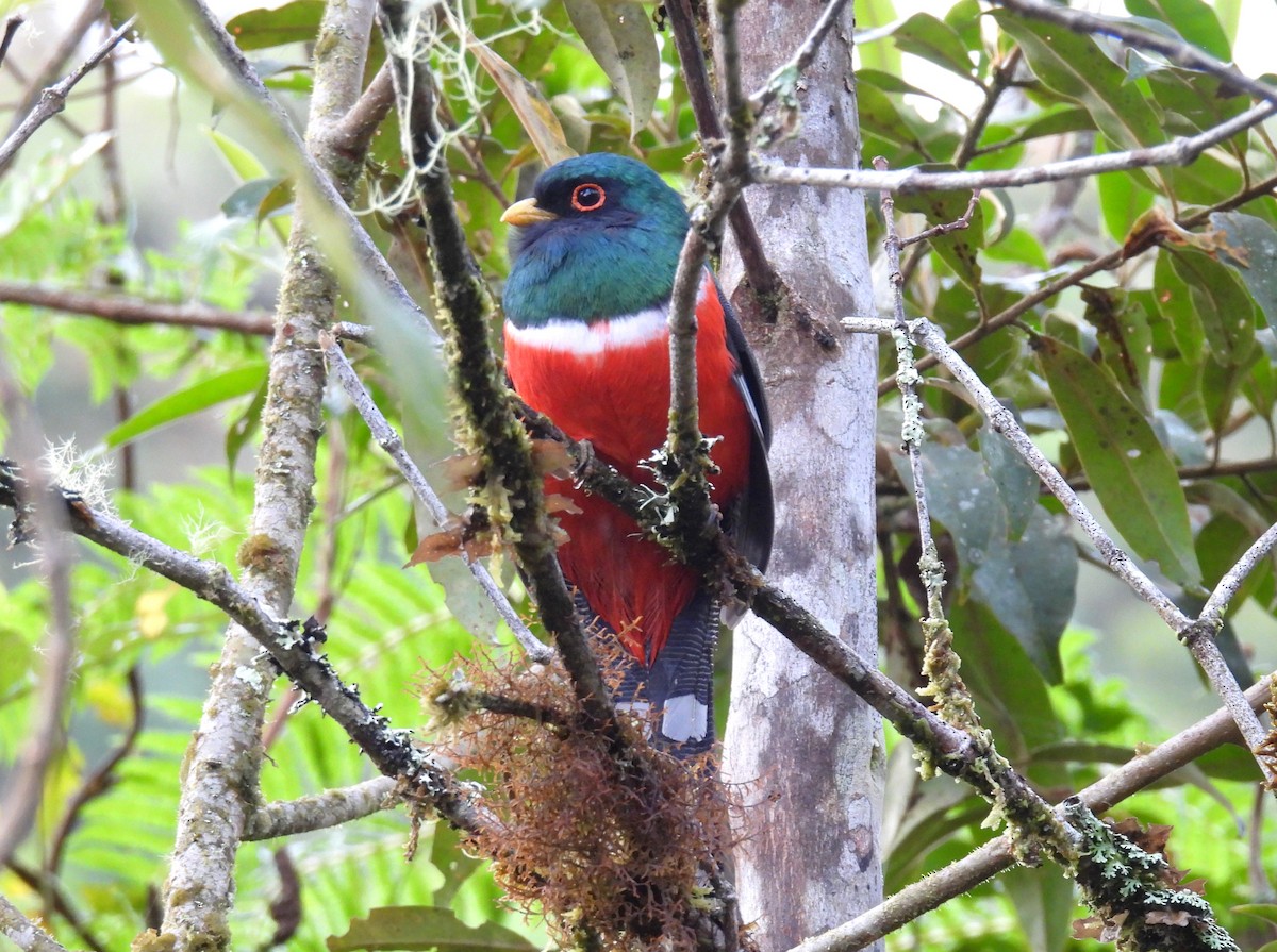 Trogon masqué - ML644420772