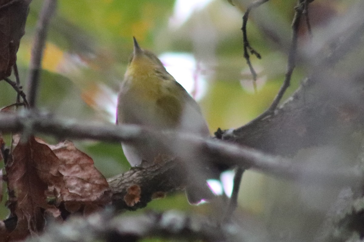 סבכון אורנים - ML644420778