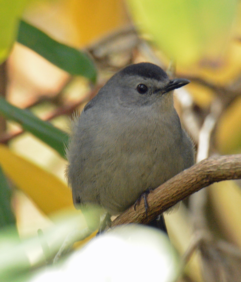 ימימן אמריקני - ML644420781