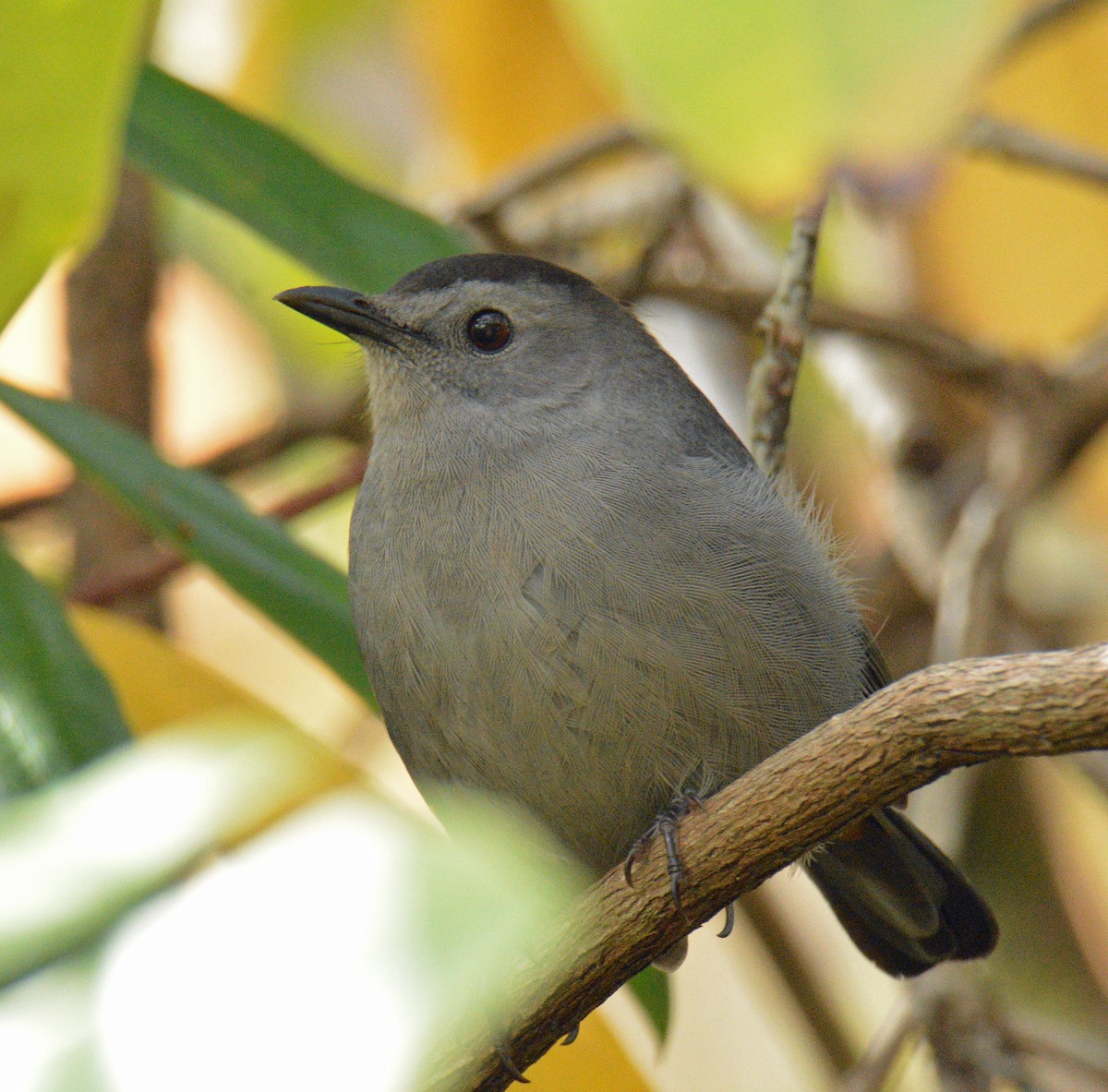 ימימן אמריקני - ML644420782