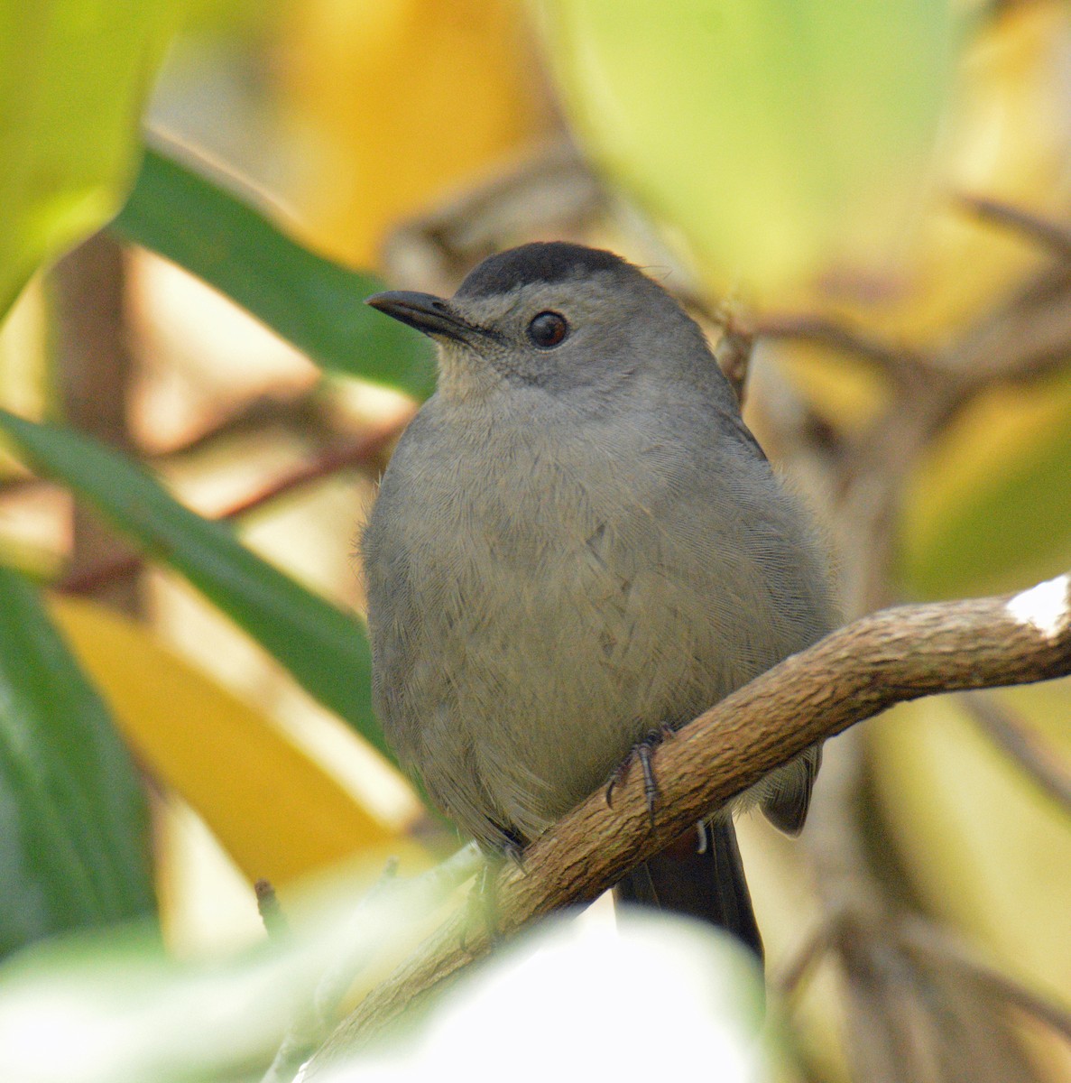 ימימן אמריקני - ML644420783
