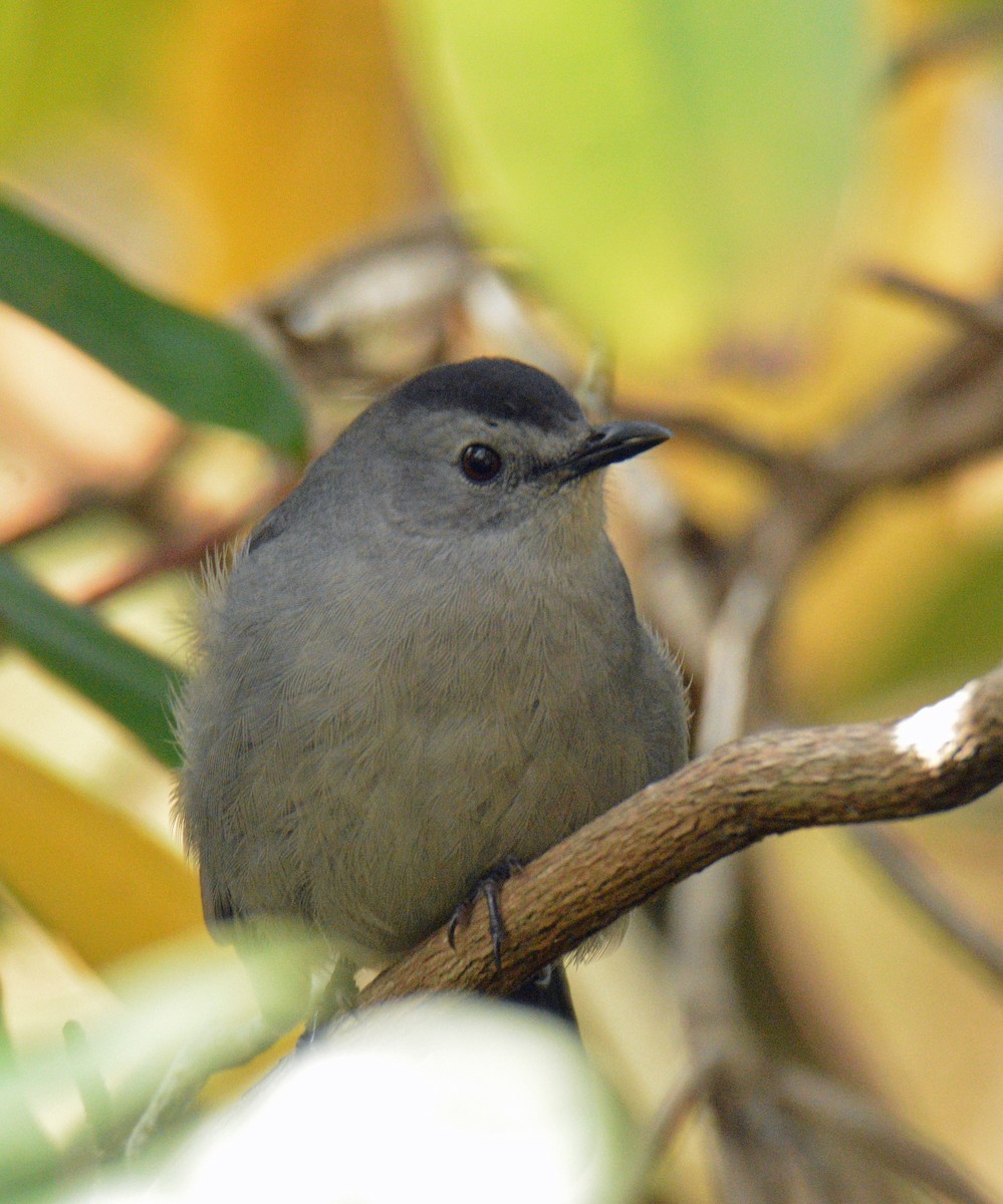 ימימן אמריקני - ML644420784
