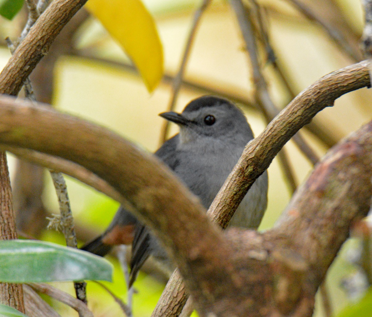 ימימן אמריקני - ML644420787