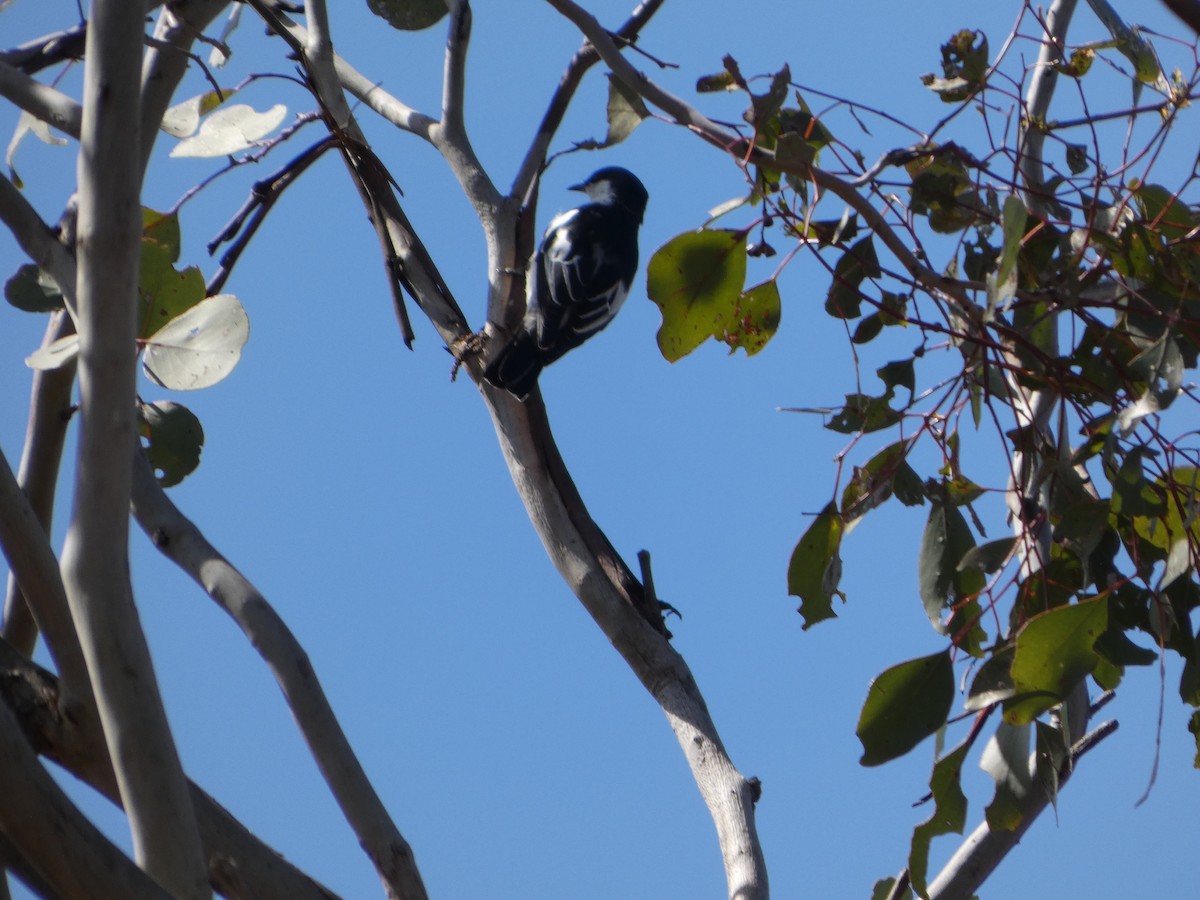 White-winged Triller - ML644420788