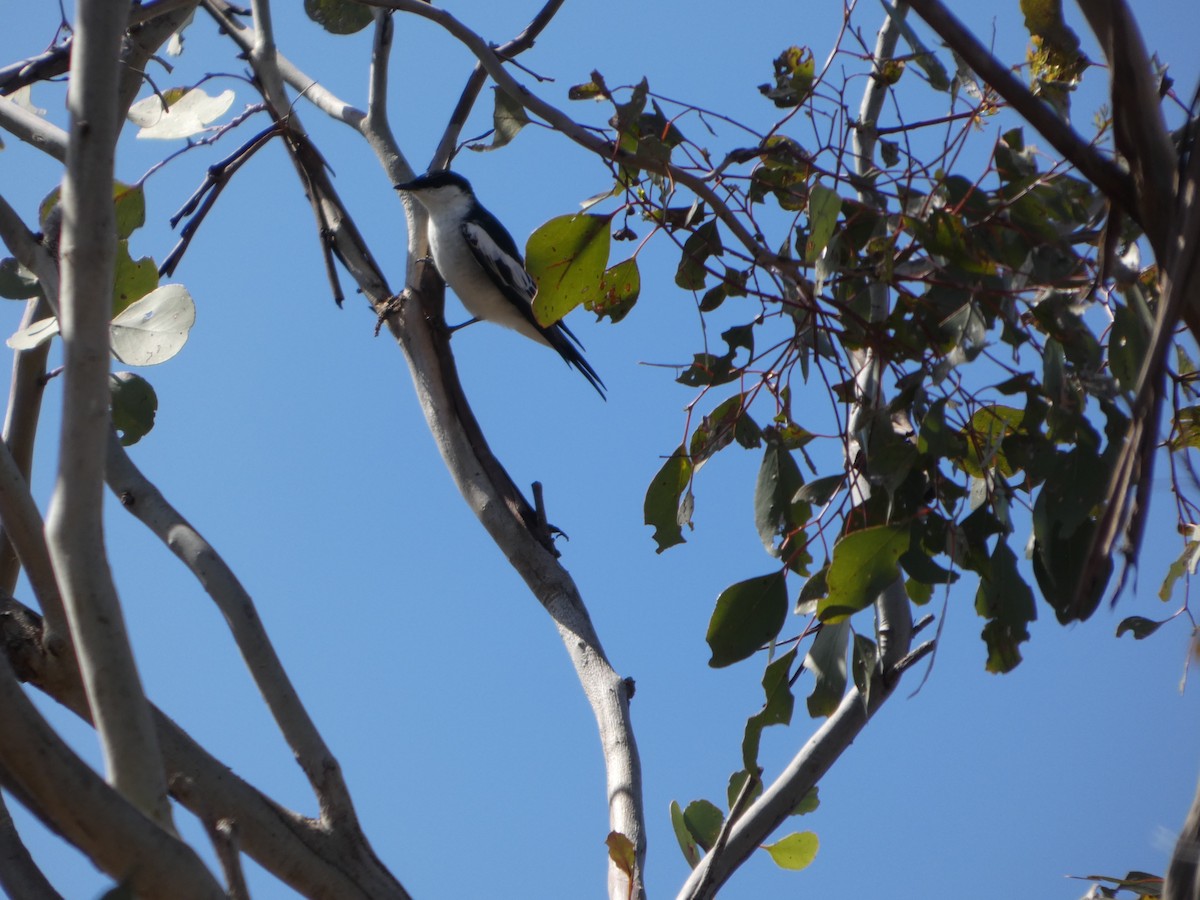 White-winged Triller - ML644420789