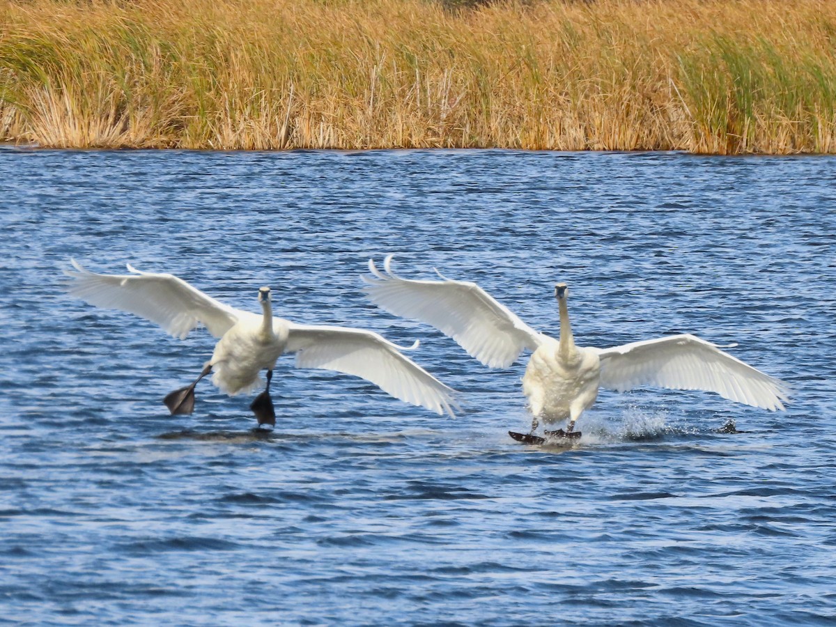 Trumpeter Swan - ML644420791