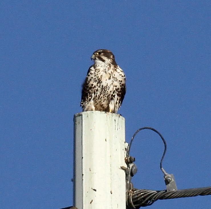 Prairie Falcon - ML644420795