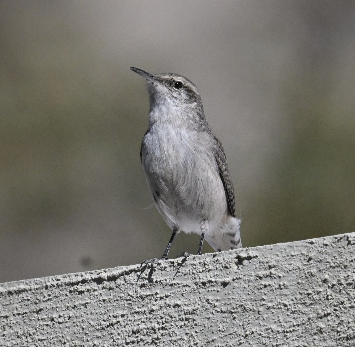 steinursmett - ML644420809