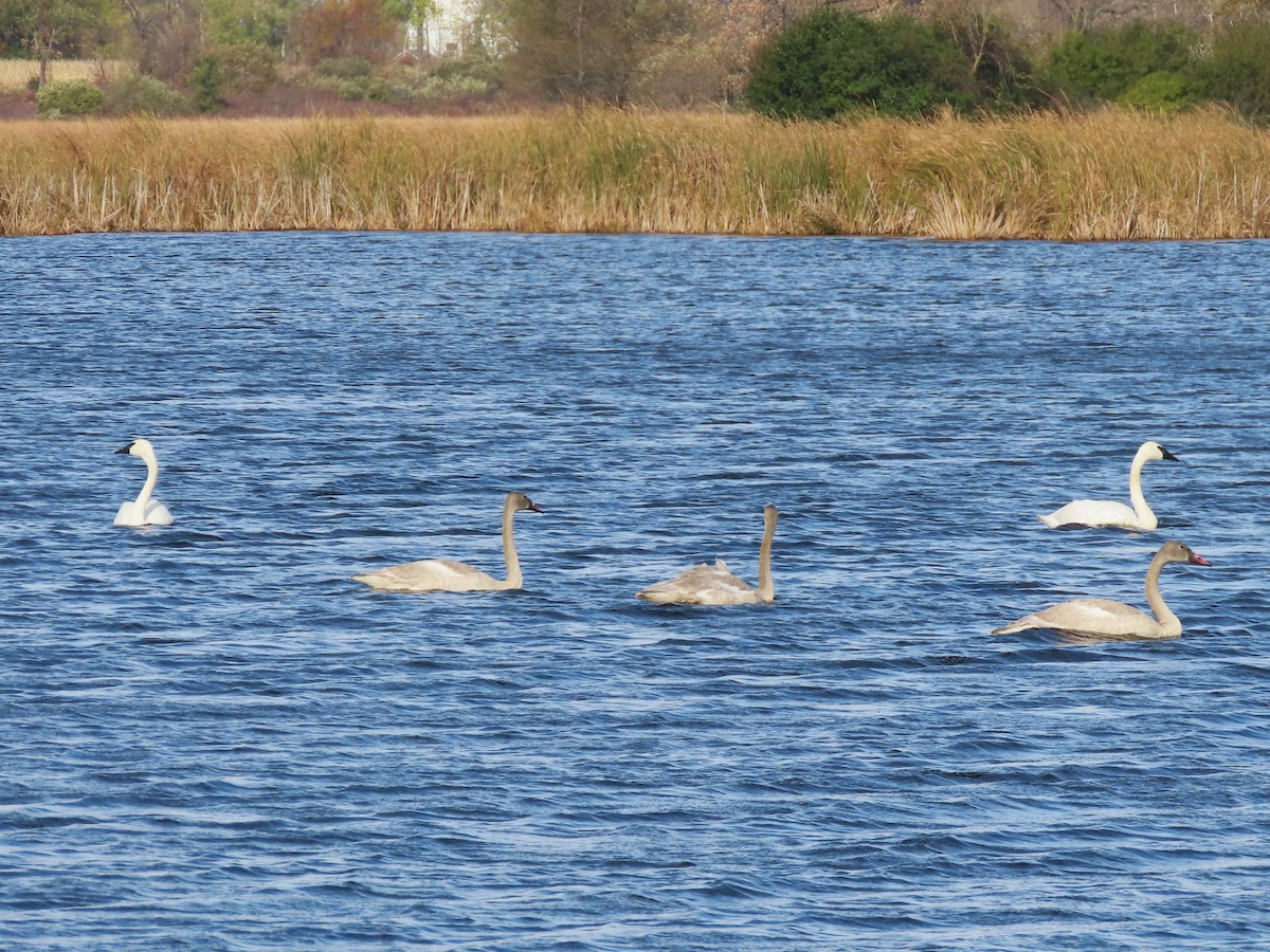 Trumpeter Swan - ML644420820