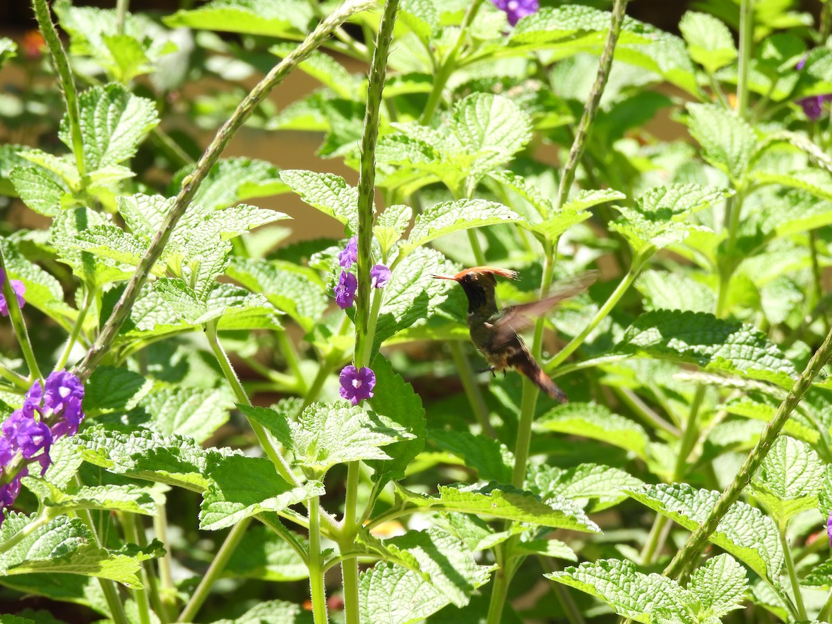 Rufous-crested Coquette - ML644420847