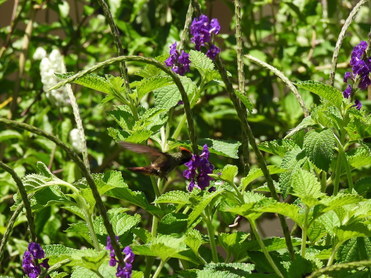 Rufous-crested Coquette - ML644420848