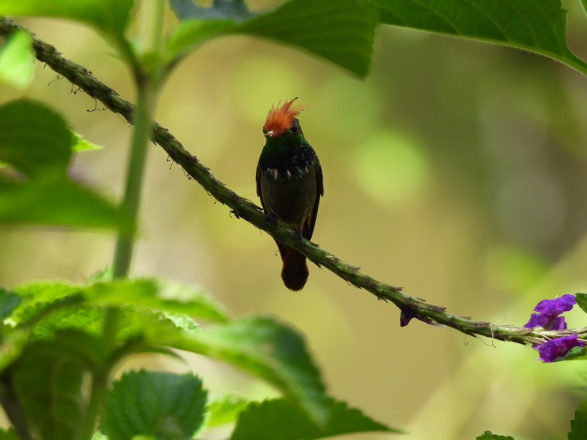 Rufous-crested Coquette - ML644420850