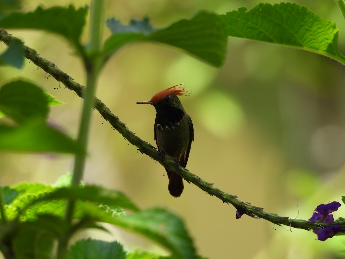 Rufous-crested Coquette - ML644420852