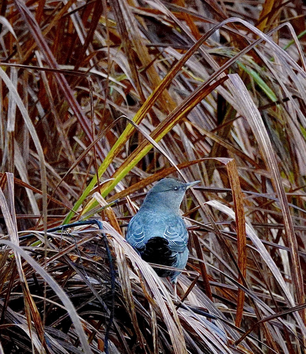 gråfossekall - ML644420863