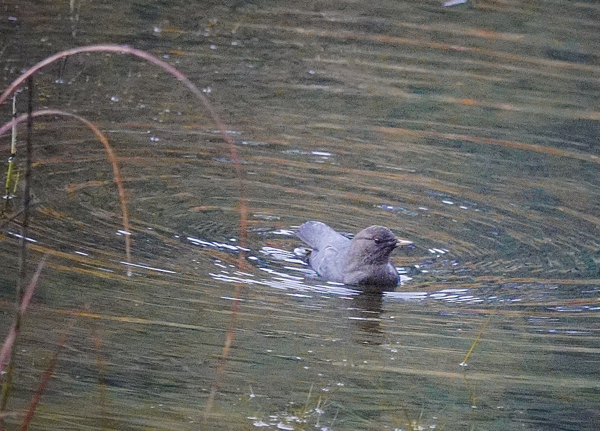 gråfossekall - ML644420865