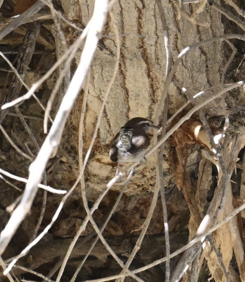 langstjertsmett - ML644420871