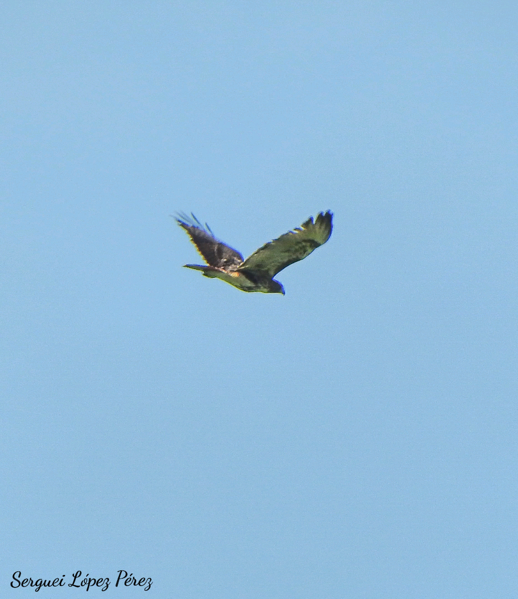 Red-tailed Hawk - ML644420874