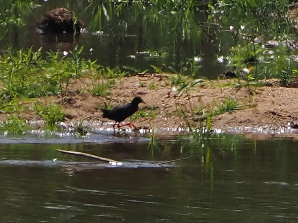 Black Crake - ML644420875