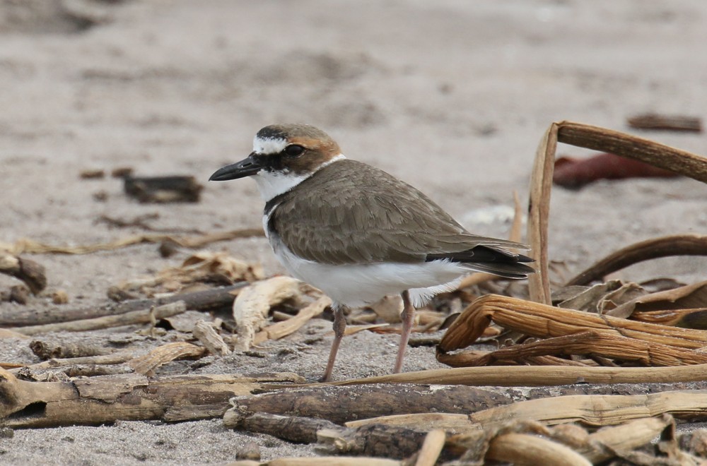 Wilson's Plover - ML644420876
