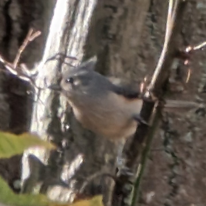 Tufted Titmouse - ML644420877